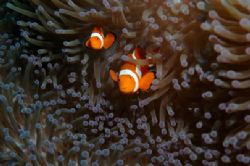 Double trouble - anenome fish in Lembeh.... by Simon Pickering 